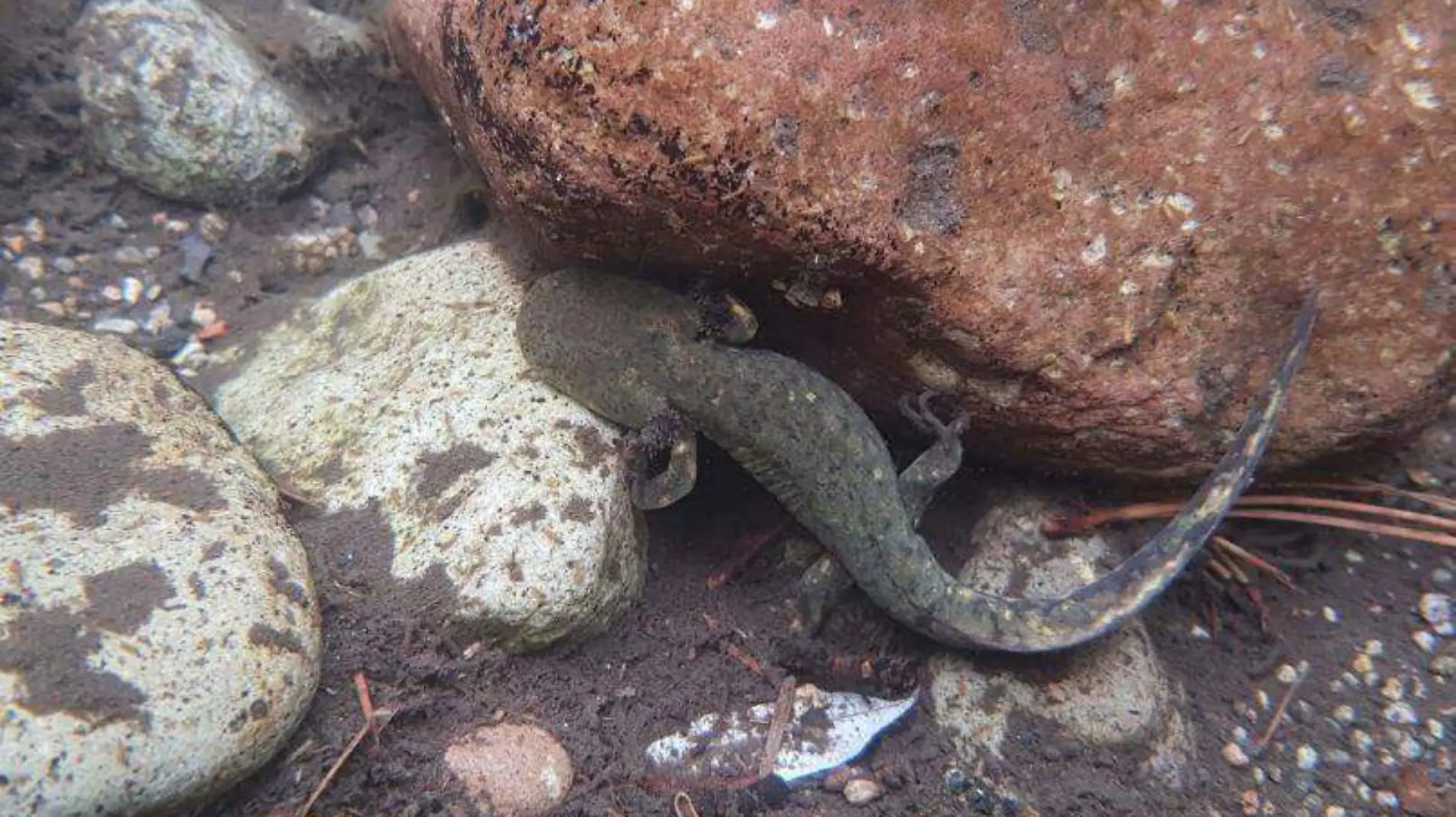 Ambystoma Velasci